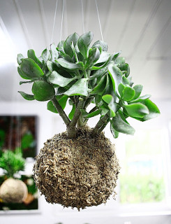 atelier-kokedama-148867